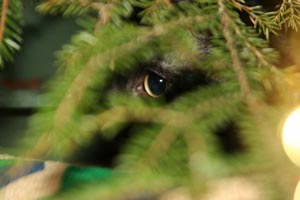 Pippuri v�ijyy joulukuusen alla