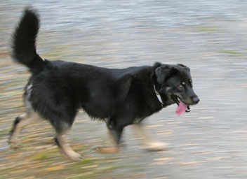Ressu juoksee (30.9.2006)