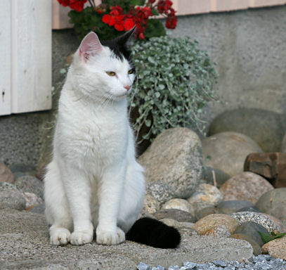 Tauno vahtikoirana