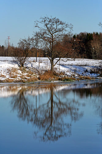 Puu Vantaanjoen varrella Puu Vantaanjoen varrella